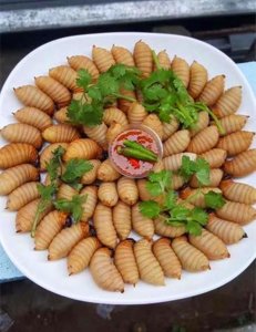 ​竹林里的这种虫子，如今一斤可卖50元，人工养殖前景如何呢？