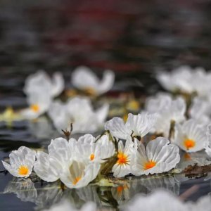 ​丽江：蓝色的湖面上，海藻花妖娆妩媚