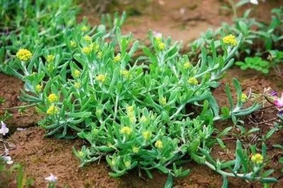 ​叶片洁白如丝，人称“草中燕窝”，养生价值高，你可吃过？