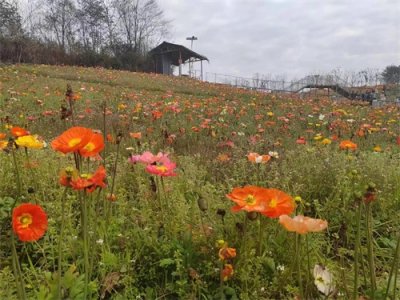 ​古有唐寅桃花山，今有秀美黄瓜山！