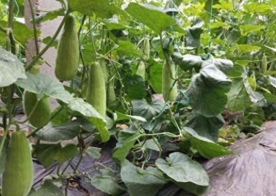 ​潍坊市寿光稻田镇：羊角蜜“高甜”来袭 新鲜上市