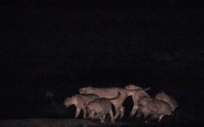 ​鬣狗围攻狮群，一头母狮被鬣狗猛攻啃咬而死，真实原因让人感动！