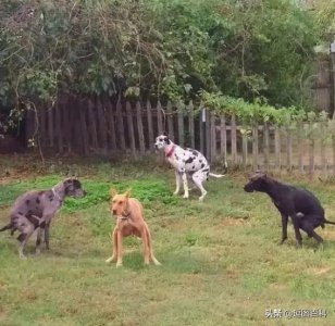 ​每日一笑08.22-有空一起拉屎