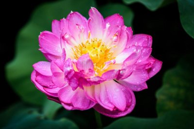 ​碗莲种子栽种步骤和注意事项，做对了夏天才能花开满盆