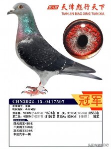 ​天津彪行天下决赛前十名