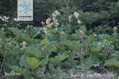 ​野菜知识｜华北大黄 大黄 山大黄 波叶大黄