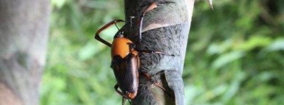 ​儿时的记忆!笋子虫带给我们儿时的快乐