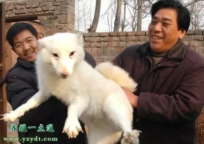 ​狐狸养殖养殖狐狸的致富经--把握市场脉搏赚钱很容易