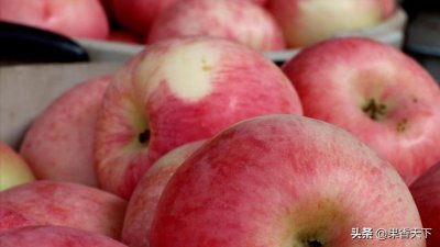 ​红将军苹果价格先涨后降，背后原因令人深思