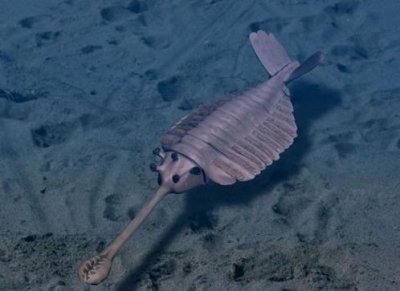 ​存在于地球上的远古十大怪兽 比恐龙还要可怕一万倍