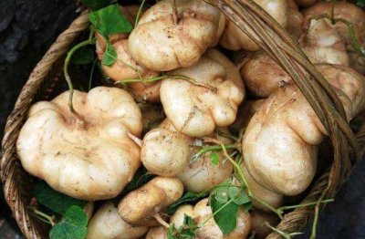 ​葛薯有人认识吗？它常被误以为是野葛，秋天很抢手，食用价值高