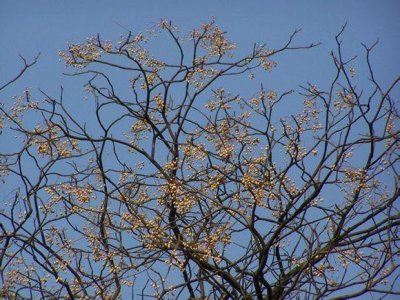 ​在房前屋后栽苦楝子不吉利？在农村呆过的你，听说过这规矩吗？