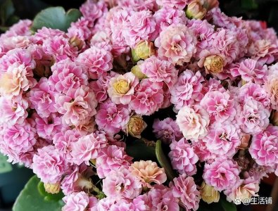 ​长寿花多久浇一次水？讲究方法，叶片肥厚花满枝