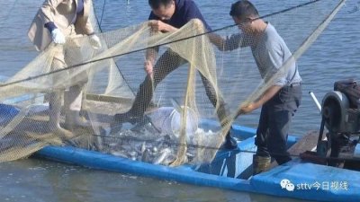 ​馋了馋了！很多汕头人爱吃的“尖头鱼”大量上市啦~