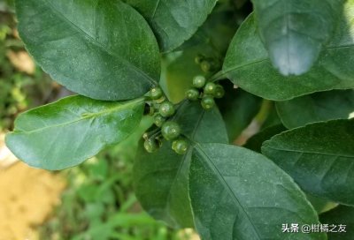 ​赤霉素（920）在柑橘保果期的妙用，使用细节要注意