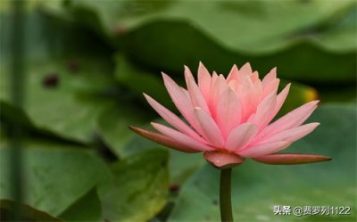 ​曼陀罗的传说