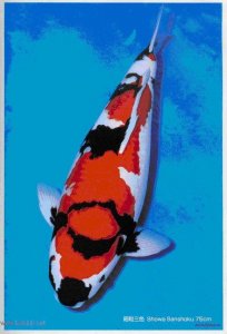 ​锦鲤世界——主要品种（3.昭和三色锦鲤）