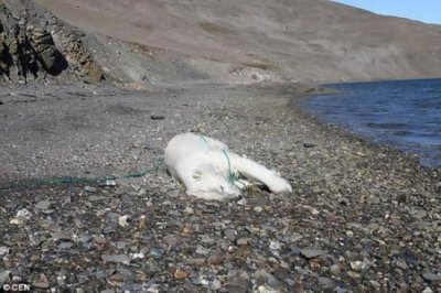 ​挪威卡尔王子岛年幼北极熊疑遭俄罗斯科学家开枪射杀