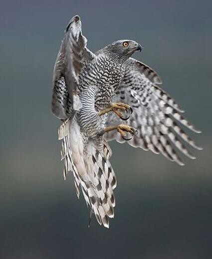 动物图集：苍鹰