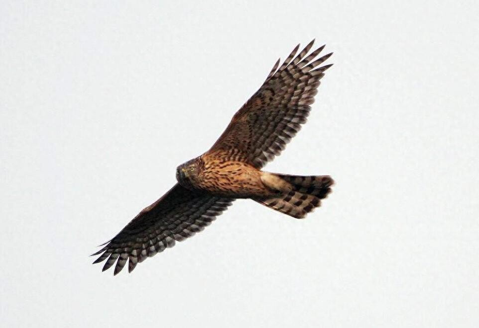 动物图集：苍鹰