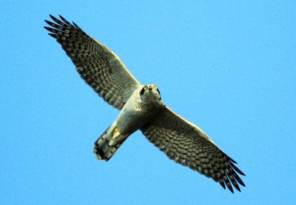 动物图集：苍鹰