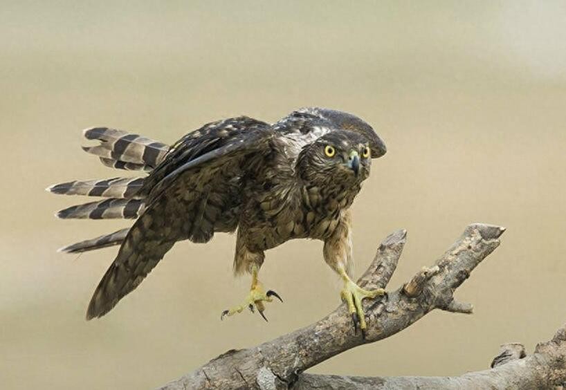 动物图集：苍鹰