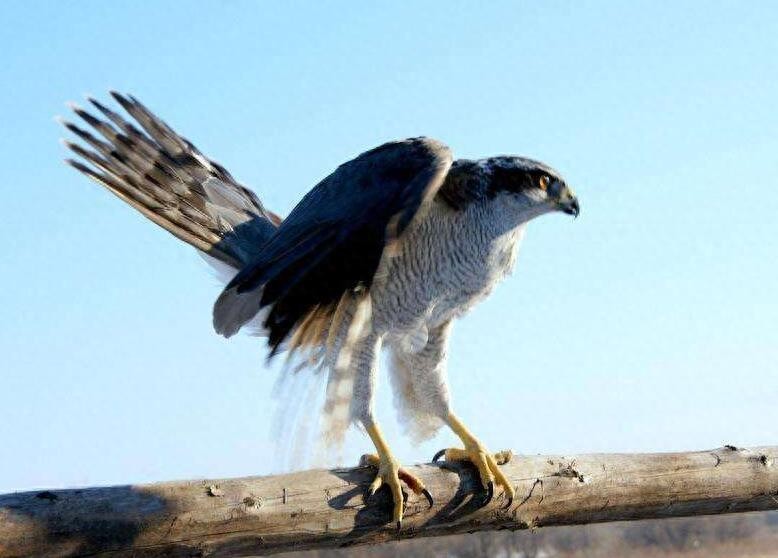 动物图集：苍鹰