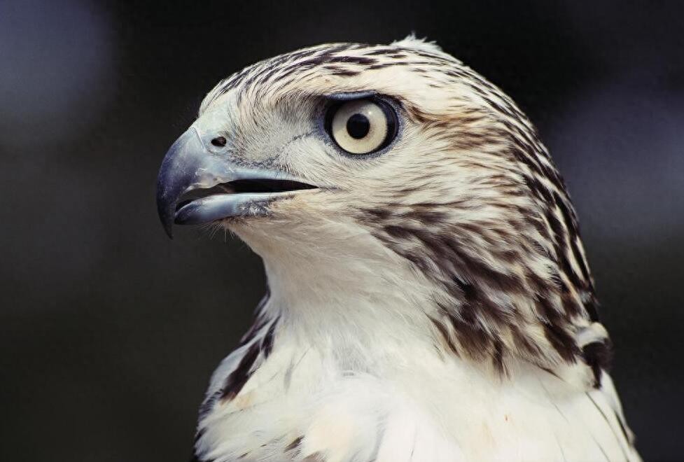 动物图集：苍鹰