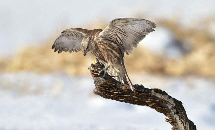 动物图集：苍鹰