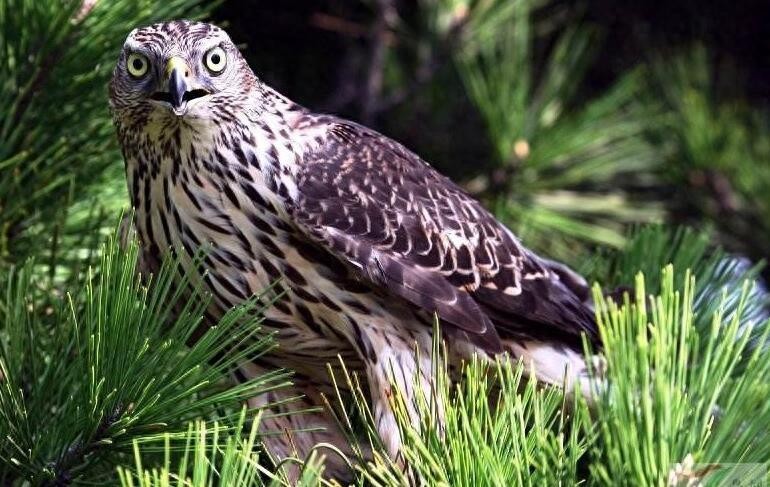 动物图集：苍鹰