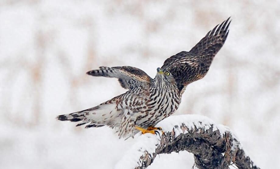 动物图集：苍鹰