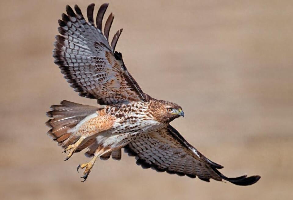 动物图集：苍鹰