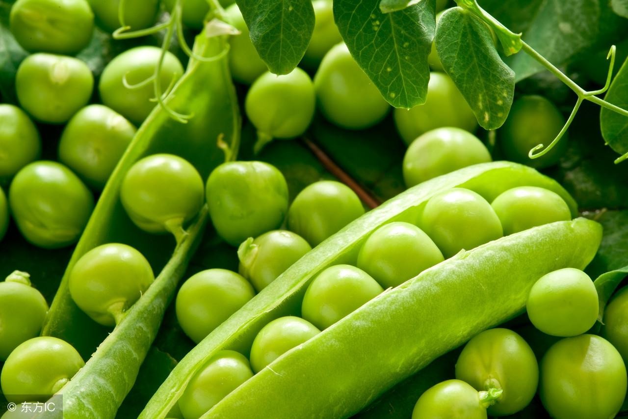 豌豆煮几分钟才能熟(豌豆煮几分钟最好吃)