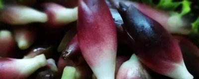 ​洋荷是啥植物？洋荷植物的解释?