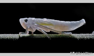 ​摄影图文：近摄接圈的使用与选择，有哪些注意点