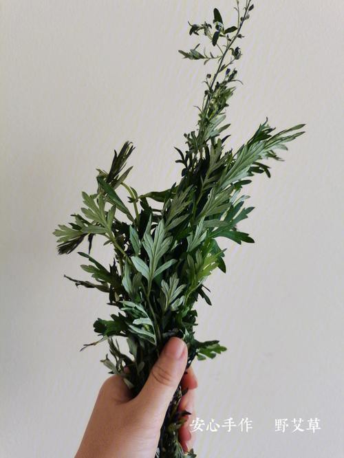 艾草与艾蒿的区别（艾草与艾蒿这两者的区别）