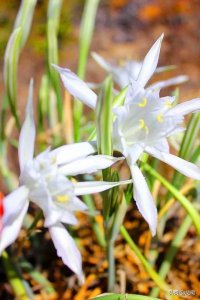 ​海水仙，比百合还仙的球根花，国内却很少见！