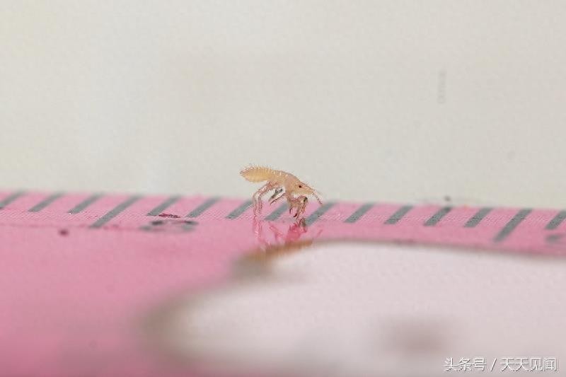 金蝉刚出生是啥样?7张图告诉你金蝉的前世