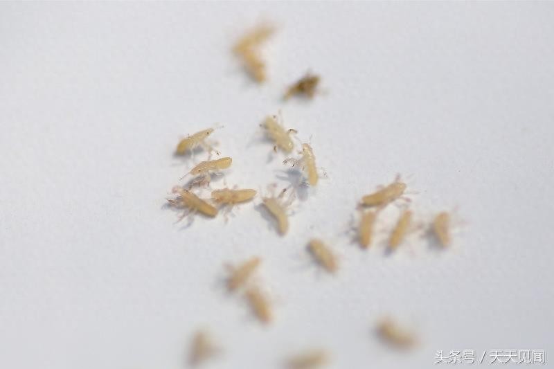 金蝉刚出生是啥样?7张图告诉你金蝉的前世