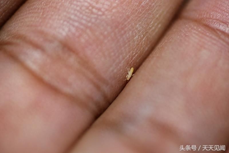 金蝉刚出生是啥样?7张图告诉你金蝉的前世