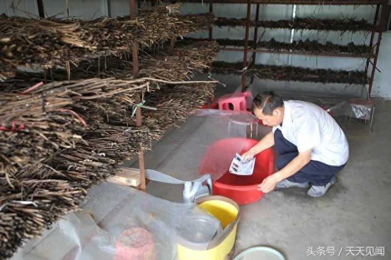 金蝉刚出生是啥样?7张图告诉你金蝉的前世