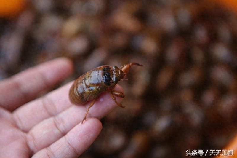 金蝉刚出生是啥样?7张图告诉你金蝉的前世