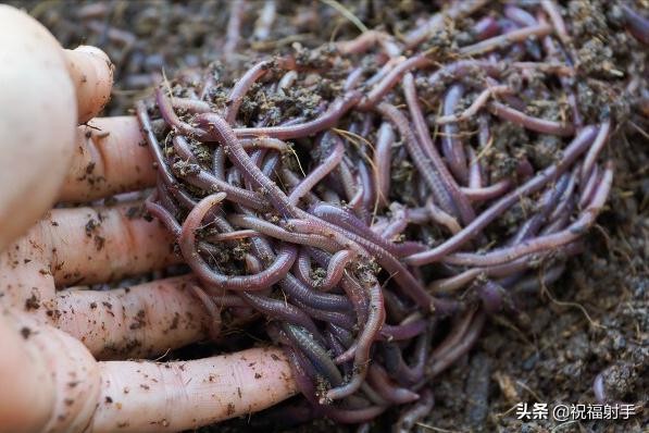 蚯蚓到底是什么样的（蚯蚓有什么用万物皆可用系列）(2)