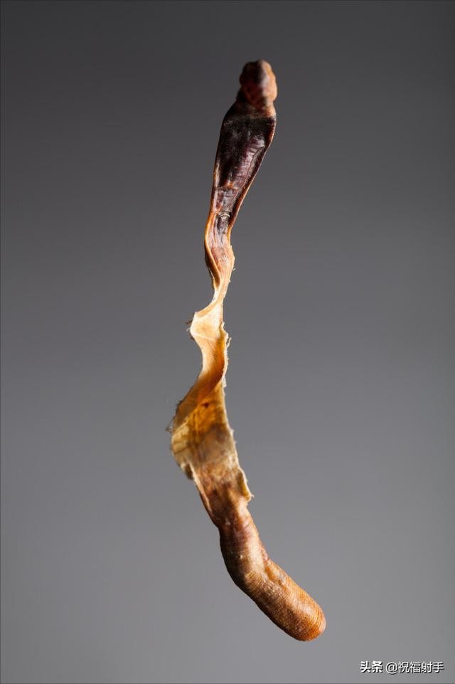 蚯蚓到底是什么样的（蚯蚓有什么用万物皆可用系列）(7)