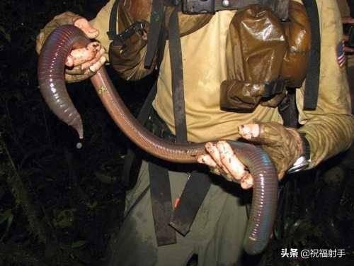 蚯蚓到底是什么样的（蚯蚓有什么用万物皆可用系列）(10)