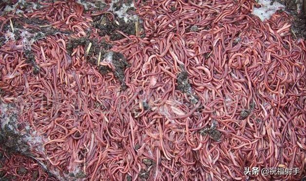 蚯蚓到底是什么样的（蚯蚓有什么用万物皆可用系列）(9)