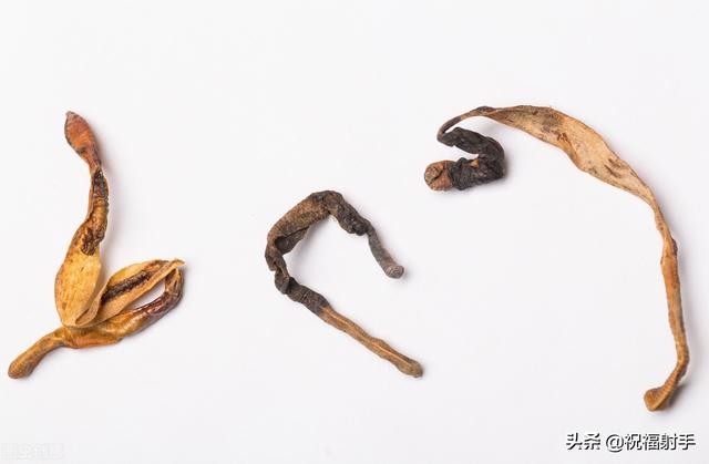 蚯蚓到底是什么样的（蚯蚓有什么用万物皆可用系列）(20)