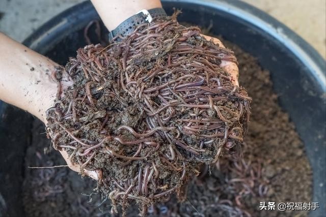 蚯蚓到底是什么样的（蚯蚓有什么用万物皆可用系列）(4)