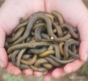 蚯蚓到底是什么样的（蚯蚓有什么用万物皆可用系列）(6)