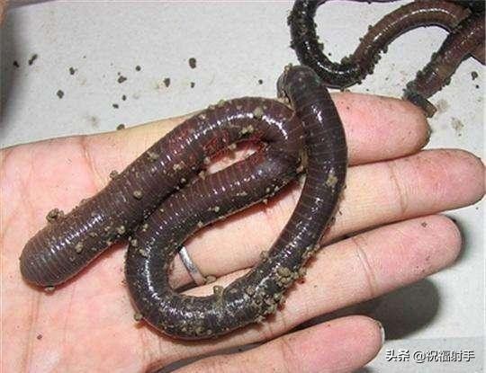 蚯蚓到底是什么样的（蚯蚓有什么用万物皆可用系列）(13)